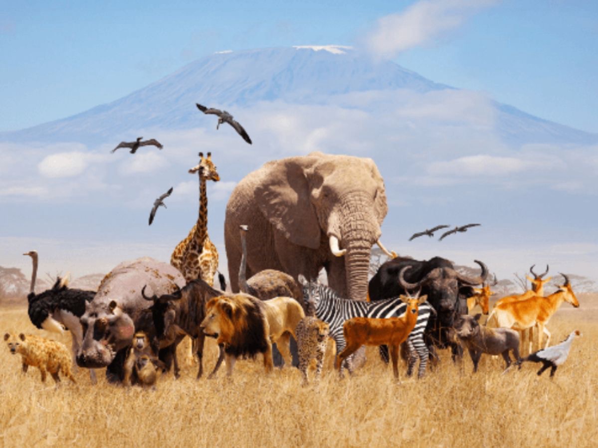 Where the Wild Ones&nbsp;Live